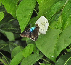 Astraptes habana