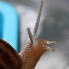 Cornu aspersum