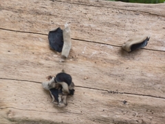 Auricularia polytricha