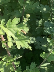 Toxomerus marginatus