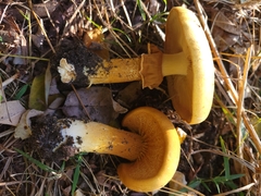 Cystoderma aureum