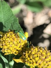 Diabrotica longicornis