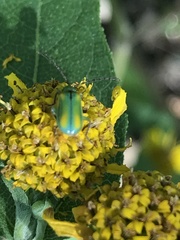 Diabrotica longicornis