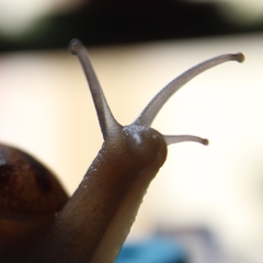 Cornu aspersum