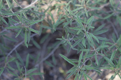 Croton argyranthemus