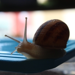 Cornu aspersum