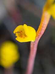 Synaphea