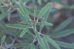 Croton argyranthemus
