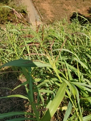 Sorghum halepense