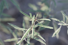 Croton argyranthemus
