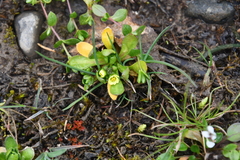 Draba ochroleuca
