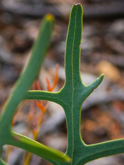 Synaphea