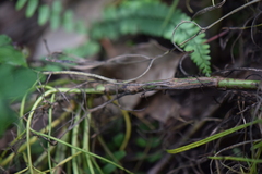 Thelesperma filifolium
