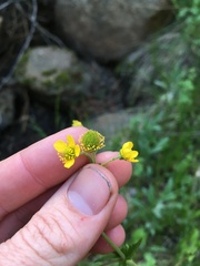 Geum macrophyllum perincisum