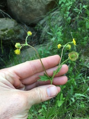 Geum macrophyllum perincisum