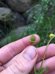 Geum macrophyllum perincisum