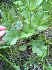 Geum macrophyllum perincisum
