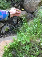 Geum macrophyllum perincisum