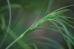 Thelesperma filifolium