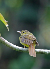 Tricholestes criniger