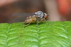 Platypezidae
