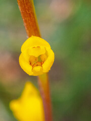 Synaphea