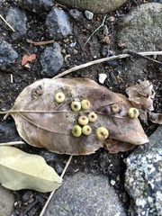 Pachypsylla