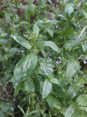 Veronica anagallis-aquatica