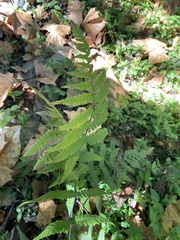 Athyriaceae