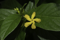 Mandevilla foliosa