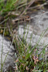 Juncus longirostris