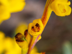 Synaphea