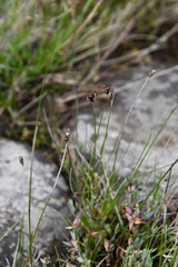 Juncus longirostris