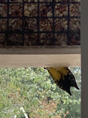 Colaptes auratus luteus