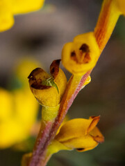 Synaphea