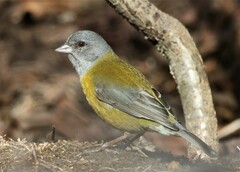 Phrygilus patagonicus