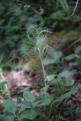 Thelesperma filifolium