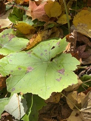 Hydrophyllum canadense