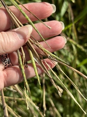 Rottboellia cochinchinensis
