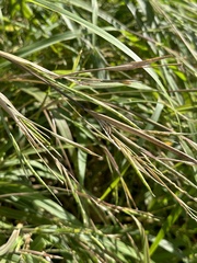 Rottboellia cochinchinensis