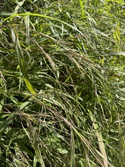 Rottboellia cochinchinensis