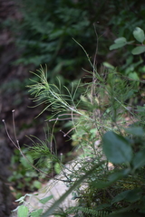 Thelesperma filifolium