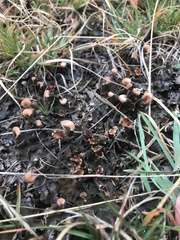 Peltigera polydactylon
