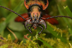 Carabus auronitens