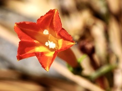 Ipomoea coccinea