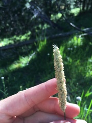 Alopecurus pratensis