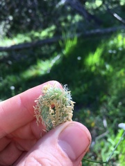 Alopecurus pratensis