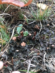 Peltigera polydactylon
