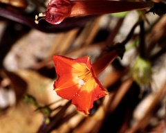 Ipomoea coccinea
