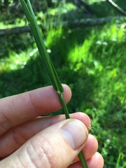 Alopecurus pratensis